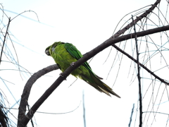 Psittacara holochlorus