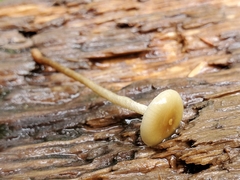 Phaeonematoloma myosotis