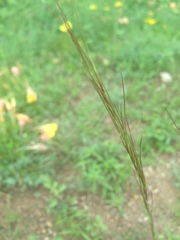 Aristida arizonica
