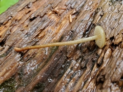 Phaeonematoloma myosotis