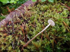Phaeonematoloma myosotis