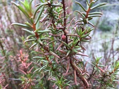 Gyrostemon australasicus