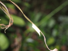Tropidomantis gressitti