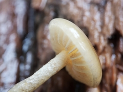 Phaeonematoloma myosotis