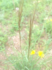 Aristida arizonica