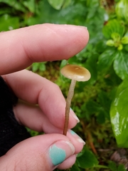 Phaeonematoloma myosotis