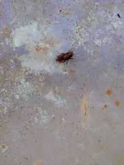 Orthoptera