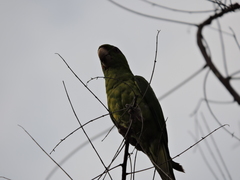 Psittacara holochlorus