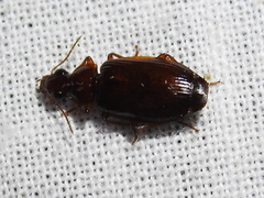 Plochionus timidus