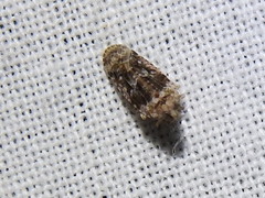 Catonia nava