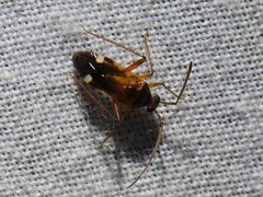 Eustictus