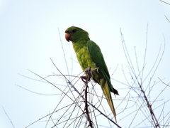 Psittacara holochlorus