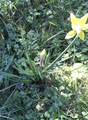 Narcissus × odorus
