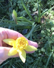 Narcissus × odorus