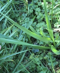 Narcissus × odorus