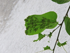 Lepidoptera
