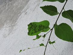 Lepidoptera