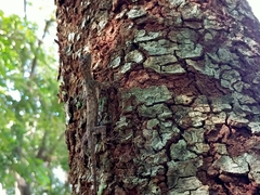 Draco maculatus