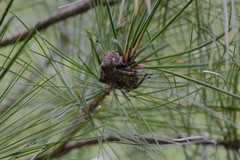 Araneus bicentenarius