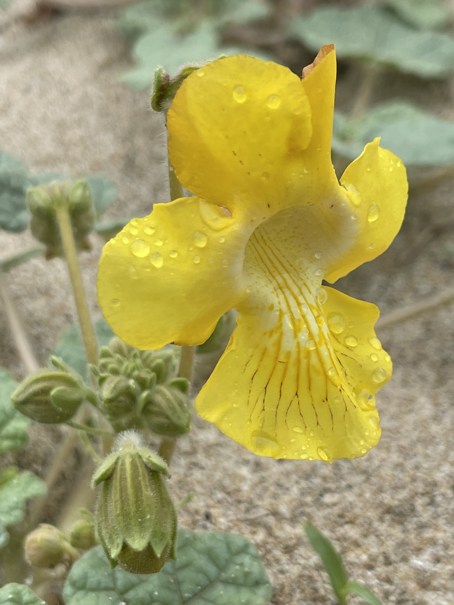 Proboscidea althaeifolia