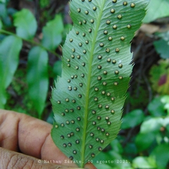 Phanerophlebia