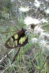 Lepidoptera