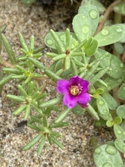 Portulaca californica