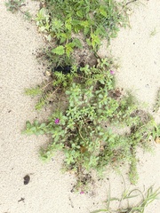 Portulaca californica
