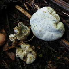 Protubera parvispora