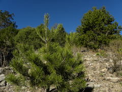 Pinus cembroides
