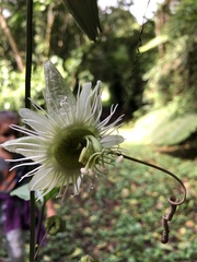 Passiflora lobata image