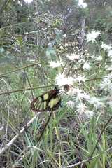Lepidoptera