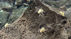 Munidopsis polymorpha