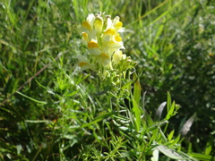 Linaria buriatica