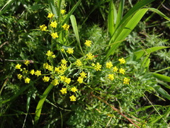 Bupleurum bicaule
