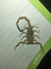 Centruroides vittatus