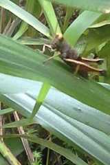 Orthoptera