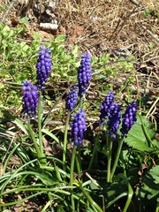 Muscari