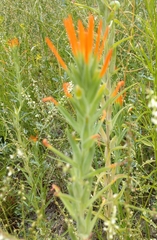 Castilleja minor