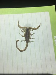 Centruroides vittatus