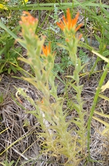 Castilleja minor