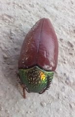 Sternocera chrysis