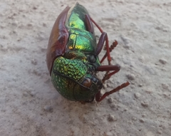 Sternocera chrysis