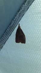 Lepidoptera