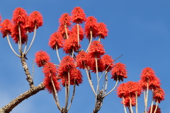 Image of Erythrina abyssinica
