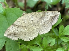 Blasticorhinus