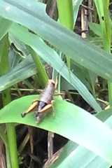 Orthoptera