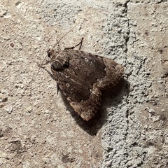 Amphipyra pyramidoides