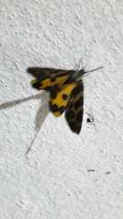 Lepidoptera