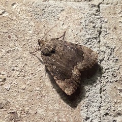 Amphipyra pyramidoides